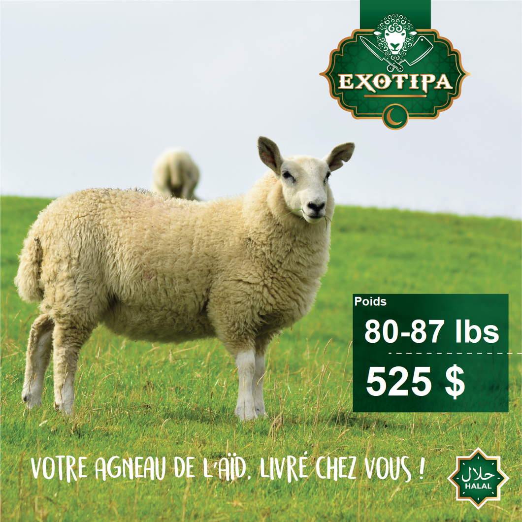 Agneau : 80 à 87 lbs - 6,56$/lbs